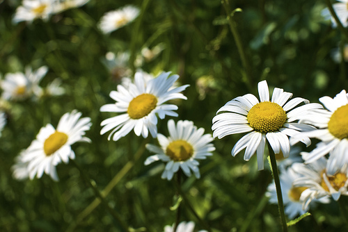 Daisies